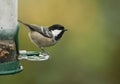 A pretty Coal Tit, Periparus ater, feeding from a seed feeder at the edge of woodland.