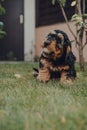 Cute Cockapoo puppy in a garden, playing with a ping pong ball, selective focus