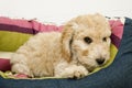 A cute Cockapoo puppy in her new bed Royalty Free Stock Photo