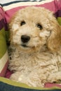 A cute Cockapoo puppy in her new bed Royalty Free Stock Photo