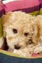A cute Cockapoo puppy in her new bed Royalty Free Stock Photo