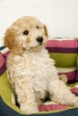 A cute Cockapoo puppy in her new bed Royalty Free Stock Photo