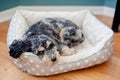 Cute Cockapoo puppy is lounging in a spotty dog bed, looking content and relaxed Royalty Free Stock Photo