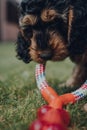 Cute Cockapoo puppy playing with a rubber and rope toy in a garden