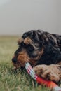 Cute Cockapoo puppy playing with a rubber and rope toy in a garden