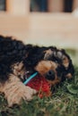 Cute Cockapoo puppy playing with a watermelon slice-shaped chewy toy in a garden Royalty Free Stock Photo