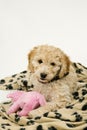 A cute Cockapoo puppy on a white background