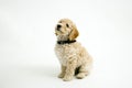 A cute Cockapoo puppy on a white background