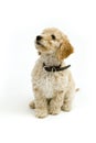 A cute Cockapoo puppy on a white background Royalty Free Stock Photo