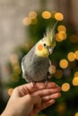 Cute cockatiel.Home pet parrot.Funny parrot.funny bird Royalty Free Stock Photo