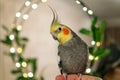 Cute cockatiel.Home pet parrot.Funny parrot.funny bird Royalty Free Stock Photo