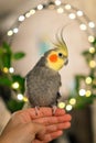 Cute cockatiel.Home pet parrot.Funny parrot.funny bird Royalty Free Stock Photo