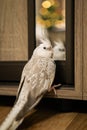 Cute cockatiel.Home pet parrot.Funny parrot.funny bird Royalty Free Stock Photo