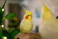 Cute cockatiel.Home pet parrot.Funny parrot.funny bird