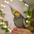 Cute cockatiel.Home pet parrot.Funny parrot.funny bird Royalty Free Stock Photo