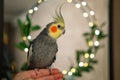 Cute cockatiel.Home pet parrot.Funny parrot. Royalty Free Stock Photo