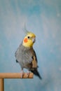 Cute cockatiel.Home pet parrot.pet parrot portrait.Funny parrot.Beautiful photo of a bird.Ornithology. Royalty Free Stock Photo