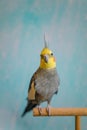 Cute cockatiel.Home pet parrot.pet parrot portrait.Funny parrot.Beautiful photo of a bird.Ornithology. Royalty Free Stock Photo