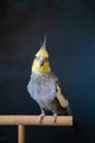 Cute cockatiel.Home pet parrot.pet parrot portrait.Funny parrot.Beautiful photo of a bird.Ornithology. Royalty Free Stock Photo