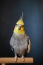 Cute cockatiel.Home pet parrot.pet parrot portrait.Funny parrot.Beautiful photo of a bird.Ornithology. Royalty Free Stock Photo