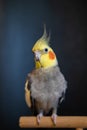 Cute cockatiel.Home pet parrot.pet parrot portrait.Funny parrot.Beautiful photo of a bird.Ornithology. Royalty Free Stock Photo