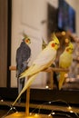 Cute cockatiel parrots.Funny parrots.Home pet parrot.Caring for pets.Funny birds Royalty Free Stock Photo