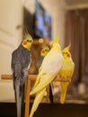 Cute cockatiel parrots.Funny parrots.Home pet parrot.Caring for pets.Funny birds