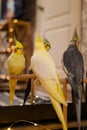 Cute cockatiel parrots.Funny parrots.Home pet parrot.Caring for pets.Funny birds Royalty Free Stock Photo