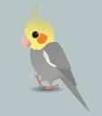 Cute cockatiel