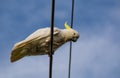 Cute cockatoo bird on the powerline with blue sky at the background. Royalty Free Stock Photo