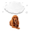 Cute cocker spaniel with cloud Royalty Free Stock Photo