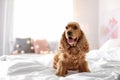 Cute Cocker Spaniel dog on bed at home