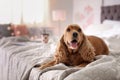 Cute Cocker Spaniel dog on bed at home.