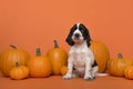 Cute Cocker Spaniel dog puppy sitting between orange pumpkins on an orange background