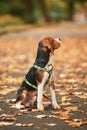 Cute beagle dog is sitting on the ground in the park with fallen leaves Royalty Free Stock Photo