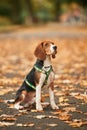 Cute beagle dog is sitting on the ground in the park with fallen leaves Royalty Free Stock Photo