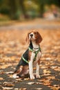 Cute beagle dog is sitting on the ground in the park with fallen leaves Royalty Free Stock Photo