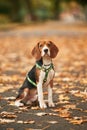 Cute beagle dog is sitting on the ground in the park with fallen leaves Royalty Free Stock Photo