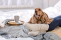 Cute Cocker Spaniel dog with warm blanket lying near owner on bed at home