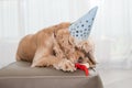 Birthday dog smell birthday bone with ribbon