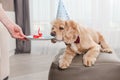Funny dog smell birthday bone gift toy
