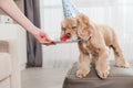 Funny dog smell birthday bone gift toy