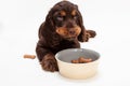 Cute Cocker Spaniel Puppy Dog Eating Biscuits in Bowl Royalty Free Stock Photo