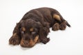 Cute Cocker Spaniel Puppy Dog Laying down