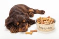Cute Cocker Spaniel Puppy Dog Sleeping by Bowl of Biscuits Royalty Free Stock Photo