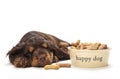 Cute Cocker Spaniel Puppy Dog Sleeping by Bowl of Biscuits Royalty Free Stock Photo