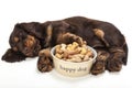 Cute Cocker Spaniel Puppy Dog Sleeping by Bowl of Biscuits Royalty Free Stock Photo