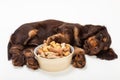 Cute Cocker Spaniel Puppy Dog Sleeping by Bowl of Bone Biscuits Royalty Free Stock Photo