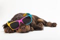 Cute Cocker Spaniel Puppy Dog Wearing Sunglasses Royalty Free Stock Photo