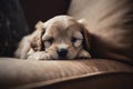 Cute Cocker Spaniel Puppy Sleeping on the Sofa AI Generated